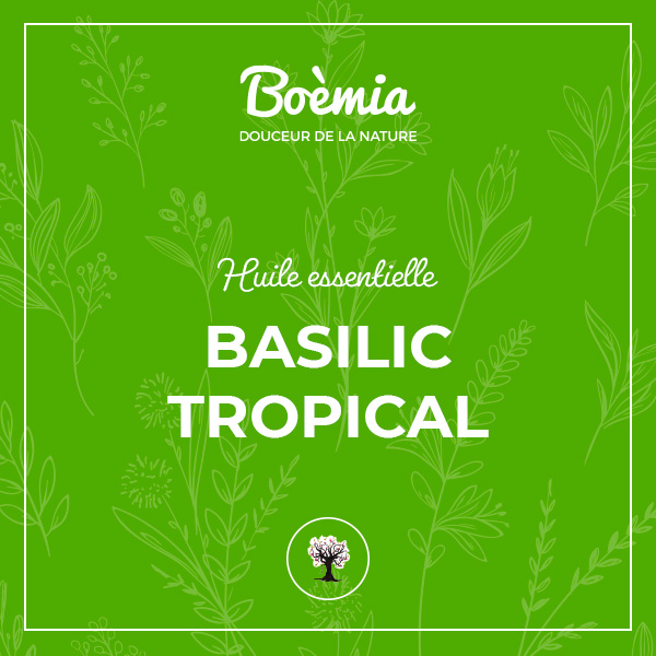 huile essentielle Basilic tropical bio