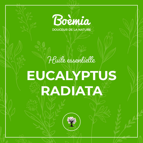 Huile essentielle d'eucalyptus radiata bio