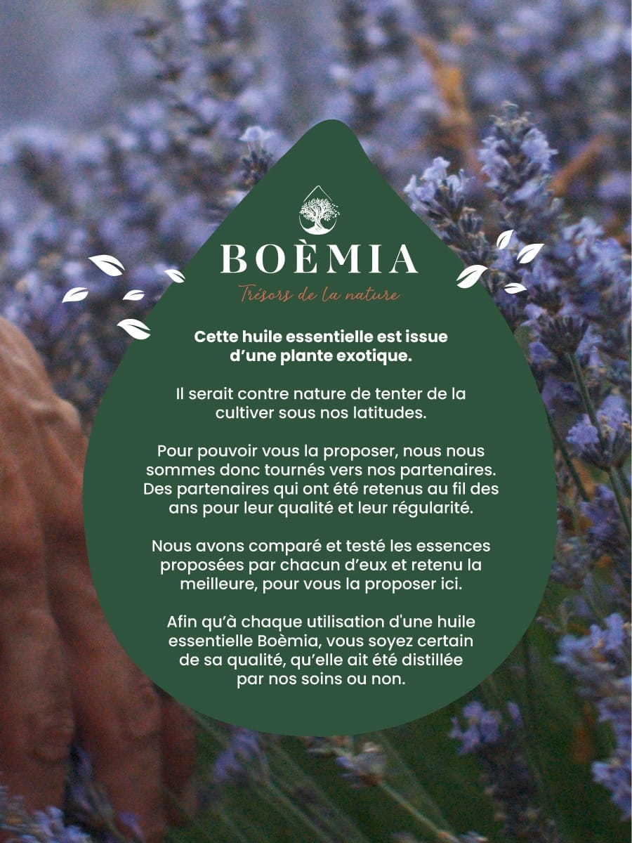 Bois de Cèdre d'Atlas Huile essentielle 10ml - Azoor