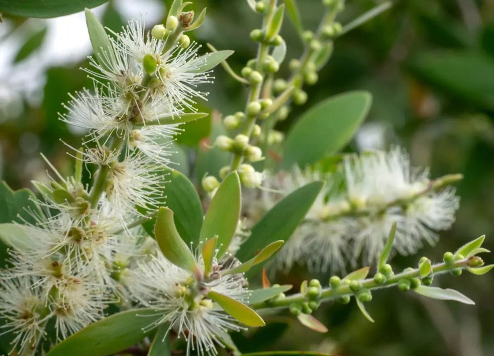 huile essentielle niaouli