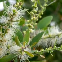 huile essentielle niaouli